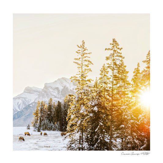 Rockies Sunrise - Pretty Little Print