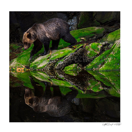 Little Grizz Scout - Pretty Little Print