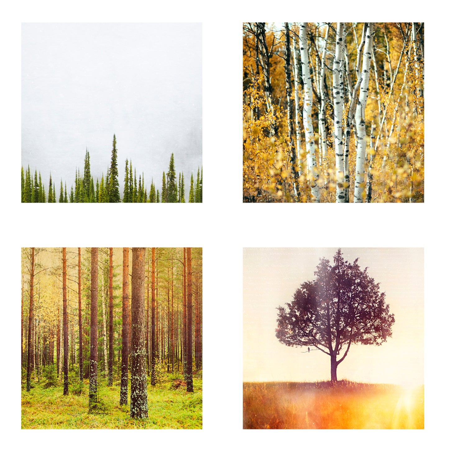 Metallic Mini Magnet Set of 4 <br> Trees
