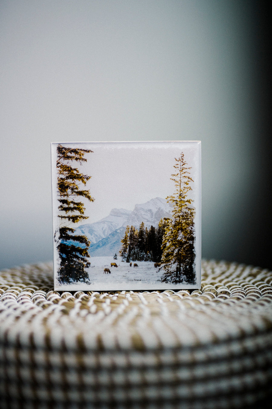 Amanecer de invierno en Canmore con Elk<br> Bloque artístico brillante exclusivo de 5x5"<br> Nuevos cantos de madera de pino.