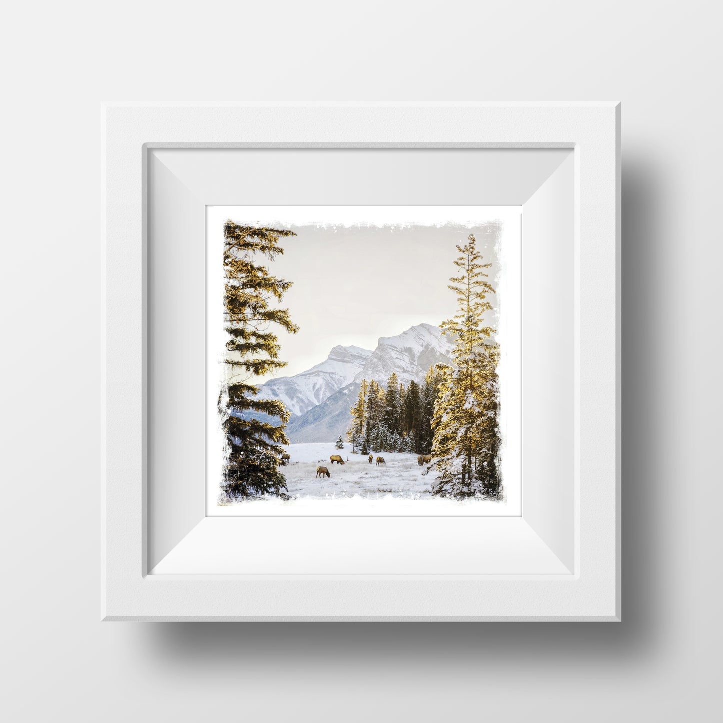 SALE 5x5" Fine Art Print <br>Canmore Winter Sunrise<br> Metallic Finish