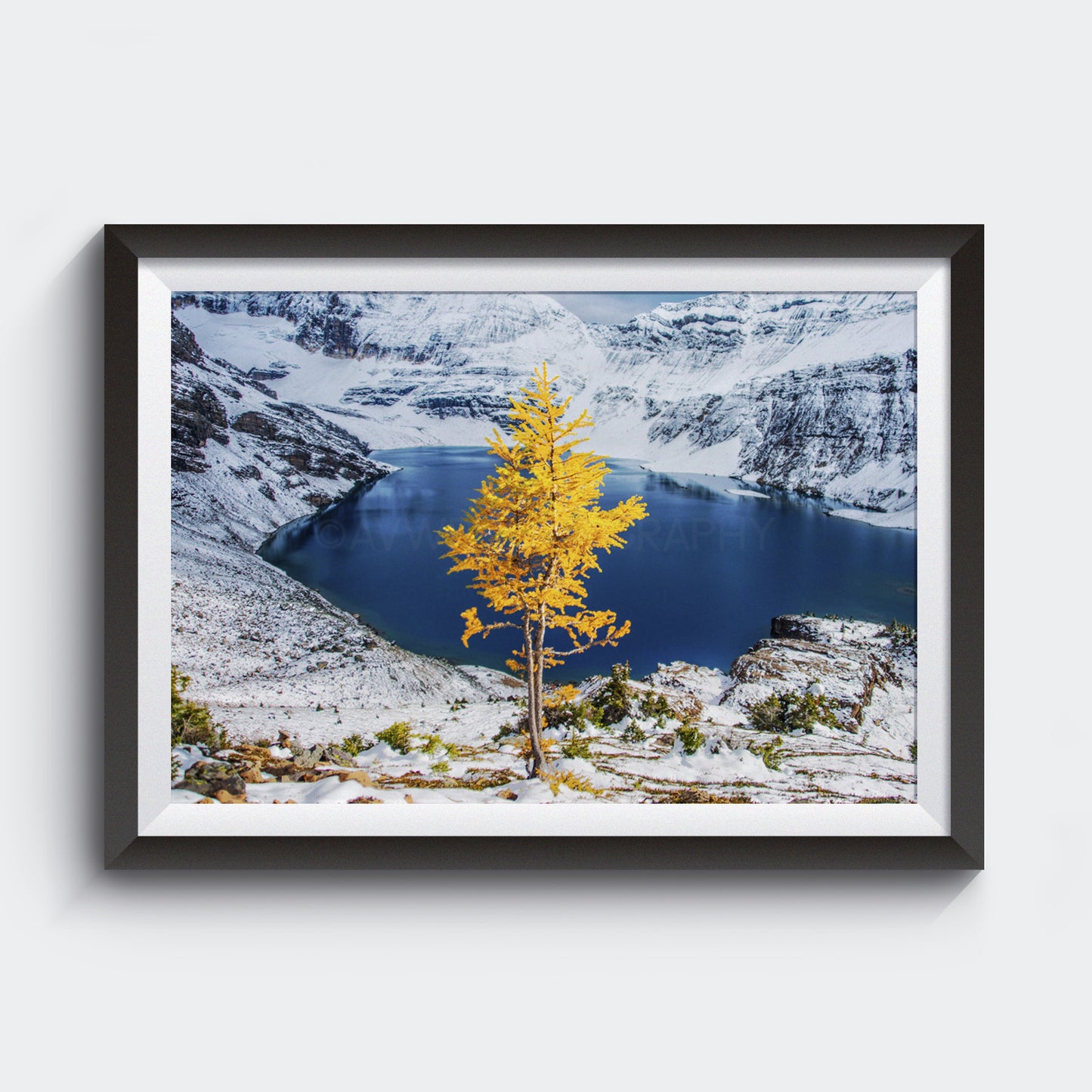 Alerce solitario en otoño<br> Parque Nacional Yoho Canadá<br> Impresión cromogénica de bellas artes de archivo