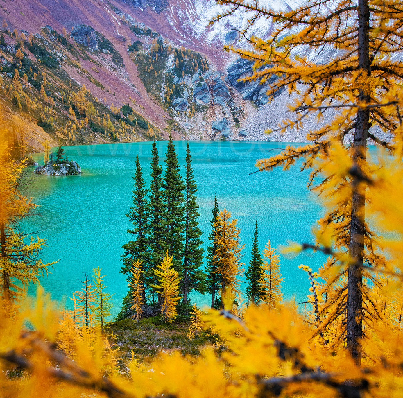 Autumn Larches<br>British Columbia Canada<br>Archival Fine Art Chromogenic Print