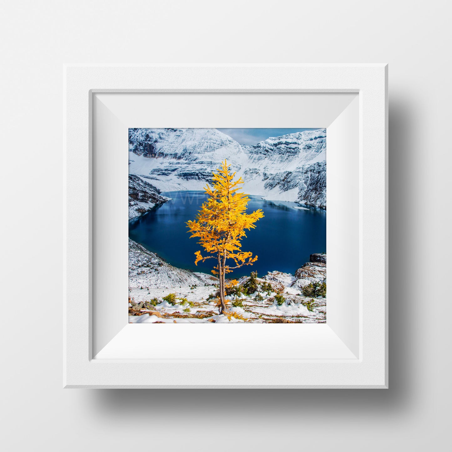Alerce solitario en otoño<br> Parque Nacional Yoho Canadá<br> Impresión cromogénica de bellas artes de archivo