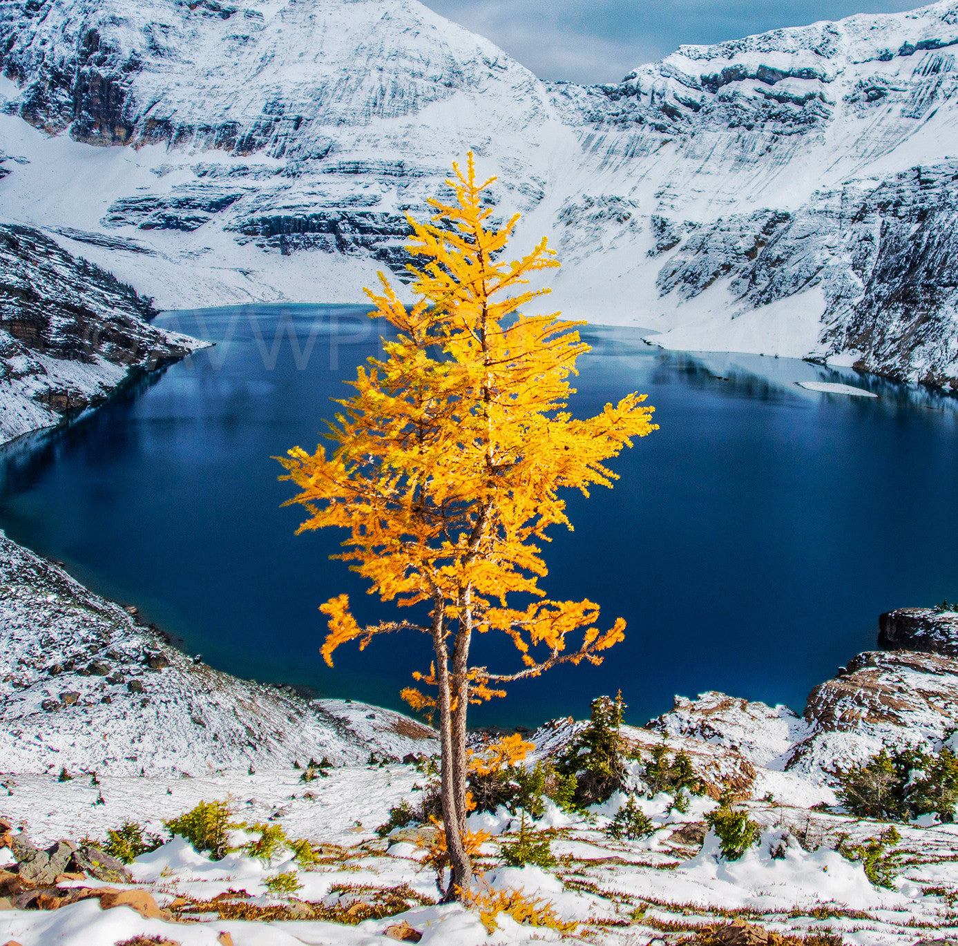 Alerce solitario en otoño<br> Parque Nacional Yoho Canadá<br> Impresión cromogénica de bellas artes de archivo