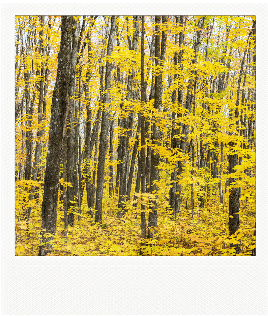 CLEARANCE Metallic Polaroid Magnet <br>Sugar Maples