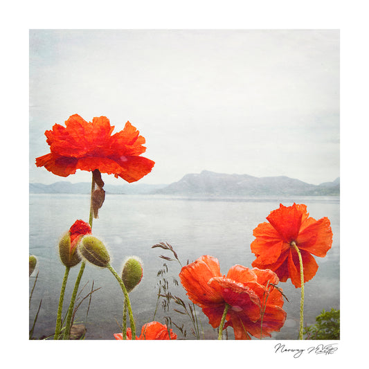 Coastal Poppies - Pretty Little Print