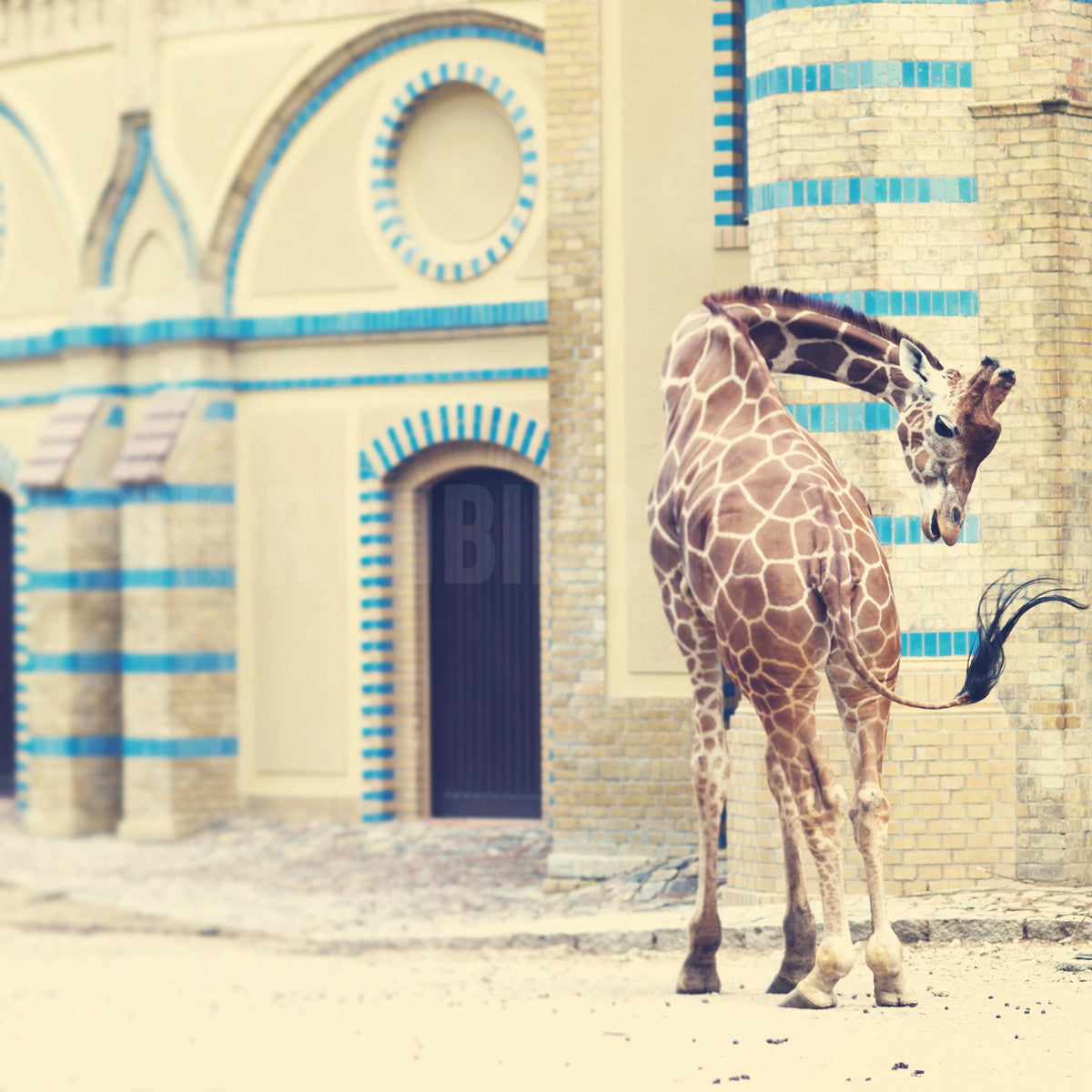 Giraffe at the Historic Berlin Zoo <br> Archival Fine Art Chromogenic Print