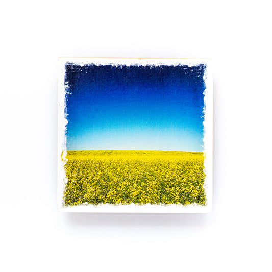 Canola Field In Bloom Birch Wood Photo Coaster