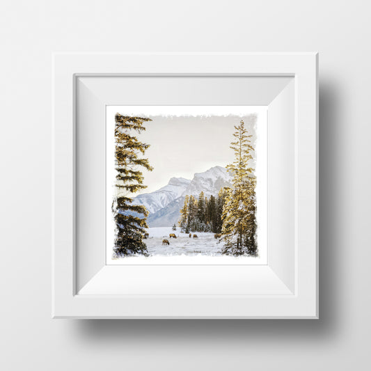 SALE 5x5" Fine Art Print <br>Canmore Winter Sunrise<br> Metallic Finish