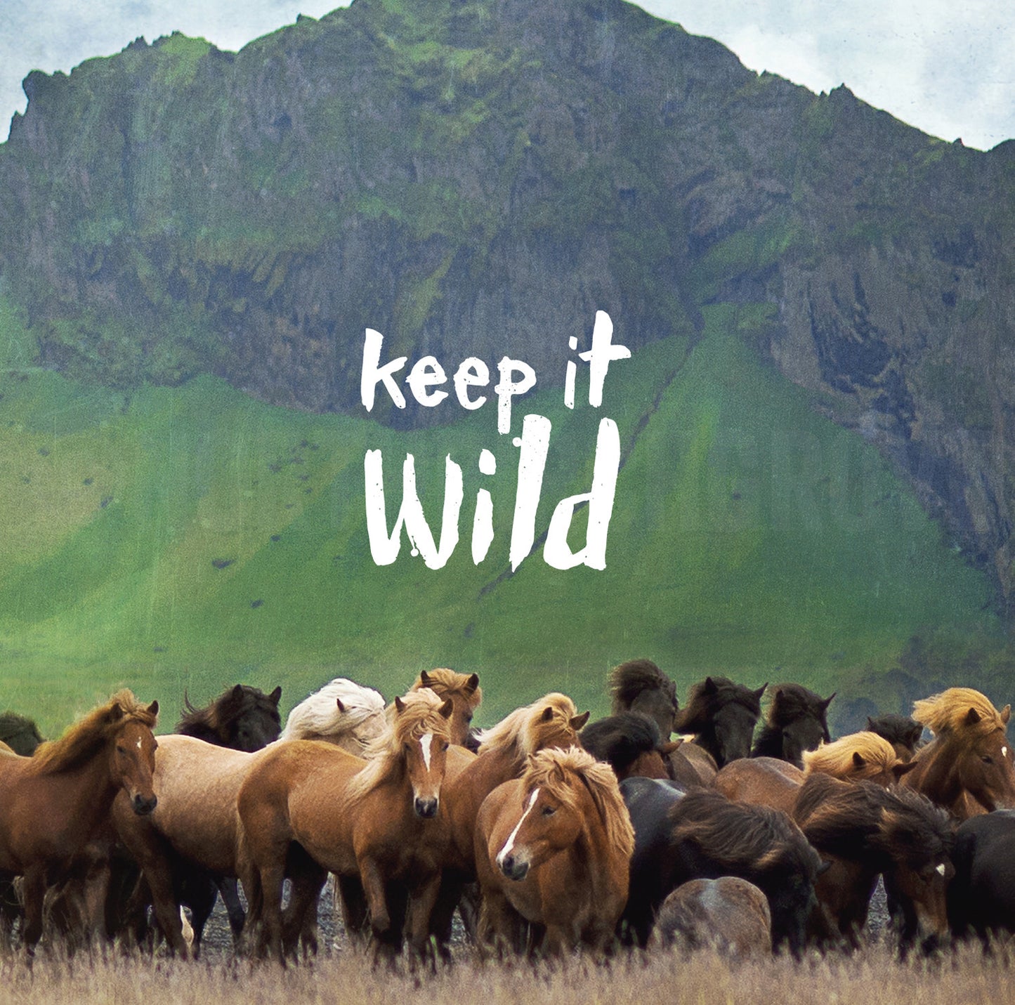 Discontinued 5x5" Print <br>Keep it Wild Icelandic Horses <br> Textured Matte Finish