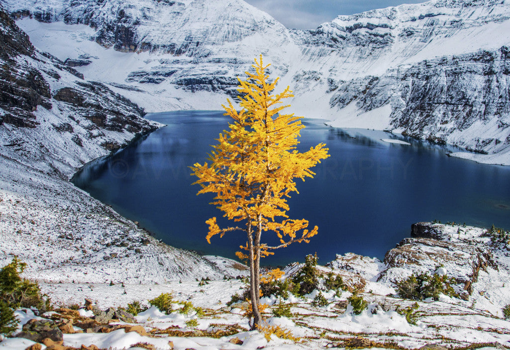 Alerce solitario en otoño<br> Parque Nacional Yoho Canadá<br> Impresión cromogénica de bellas artes de archivo