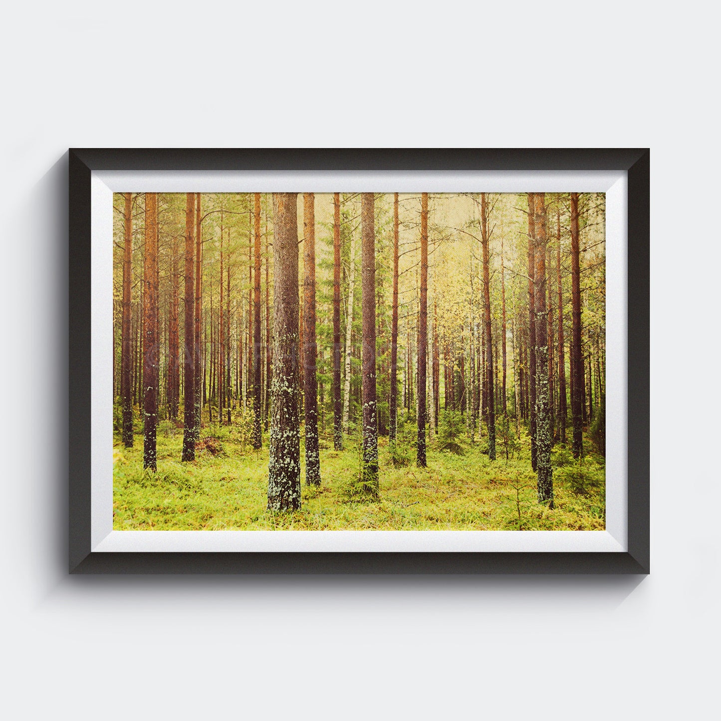 Forest (metsä) in Finland <br>Archival Fine Art Chromogenic Print<br>