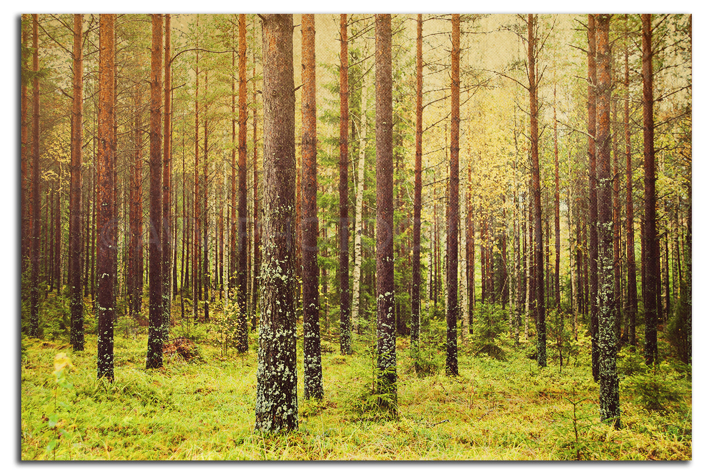 Forest (metsä) in Finland  <br>Limited Edition Archival Fine Art Chromogenic Print