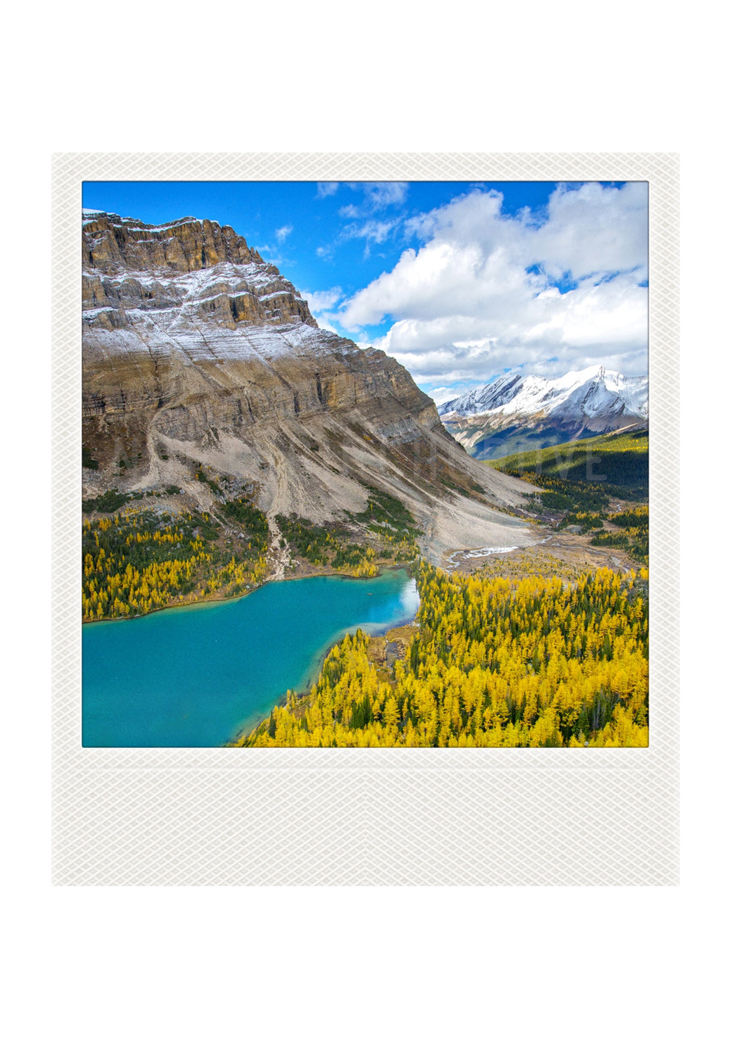 Metallic Polaroid Magnet <br>Larches in Banff National Park <br> Skoki Lakes