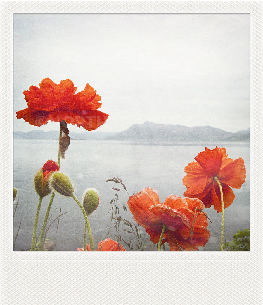 Metallic Polaroid Magnet Coastal Poppies