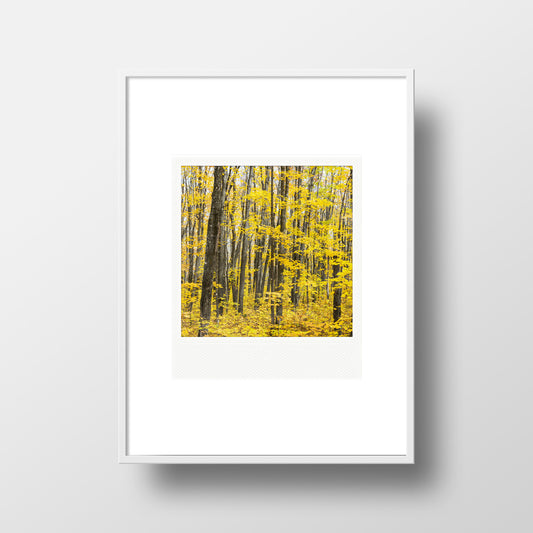 CLEARANCE Metallic Polaroid Magnet <br>Sugar Maples