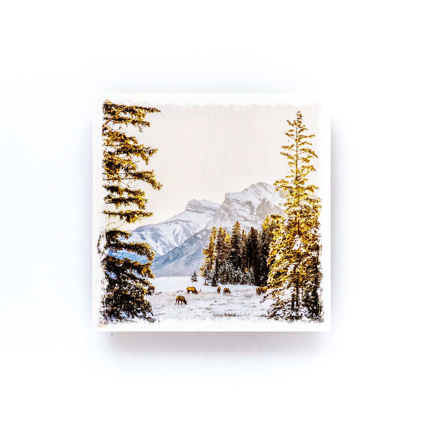 Sunrise & Elk Canmore Canadian Rockies Birch Wood Photo Coaster
