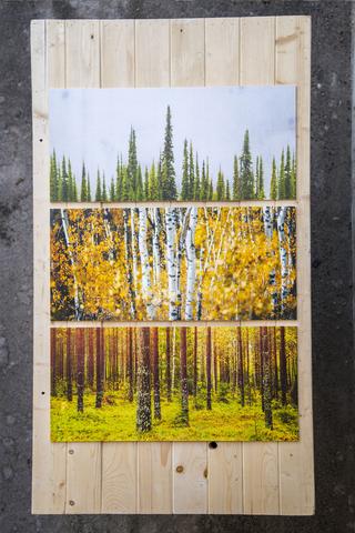 3 Panel Forest Prints on Wood<br> Photos on Plywood Panels<br>