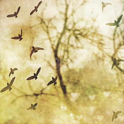 Discontinued Sizes 5" + 10" <br>Birds in Flight<br> Archival Fine Art Chromogenic Print
